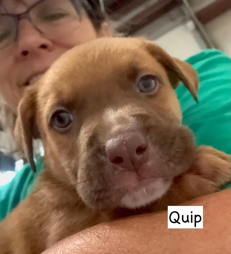 A baby medium-sized male American Staffordshire Terrier dog named Quip for adoption in GILBERTS, IL
