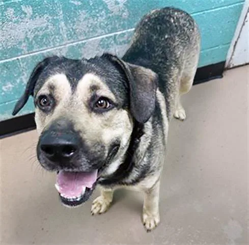 An adult large-sized male Black Mixed Breed dog named Baked Bean for adoption in Nashville, TN