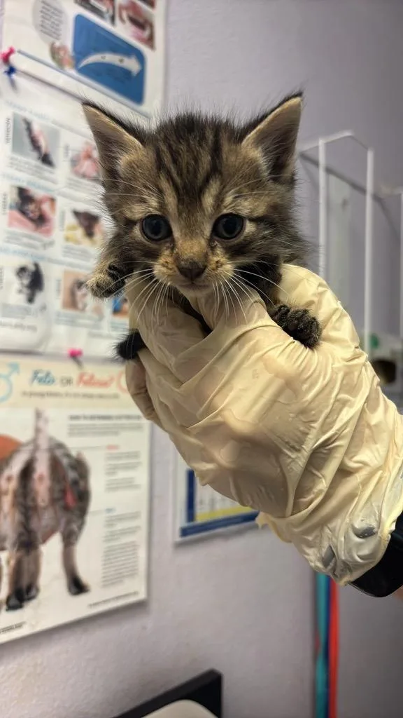 A baby medium-sized male Domestic Short Hair cat named Popsicle for adoption in New Braunfels, TX