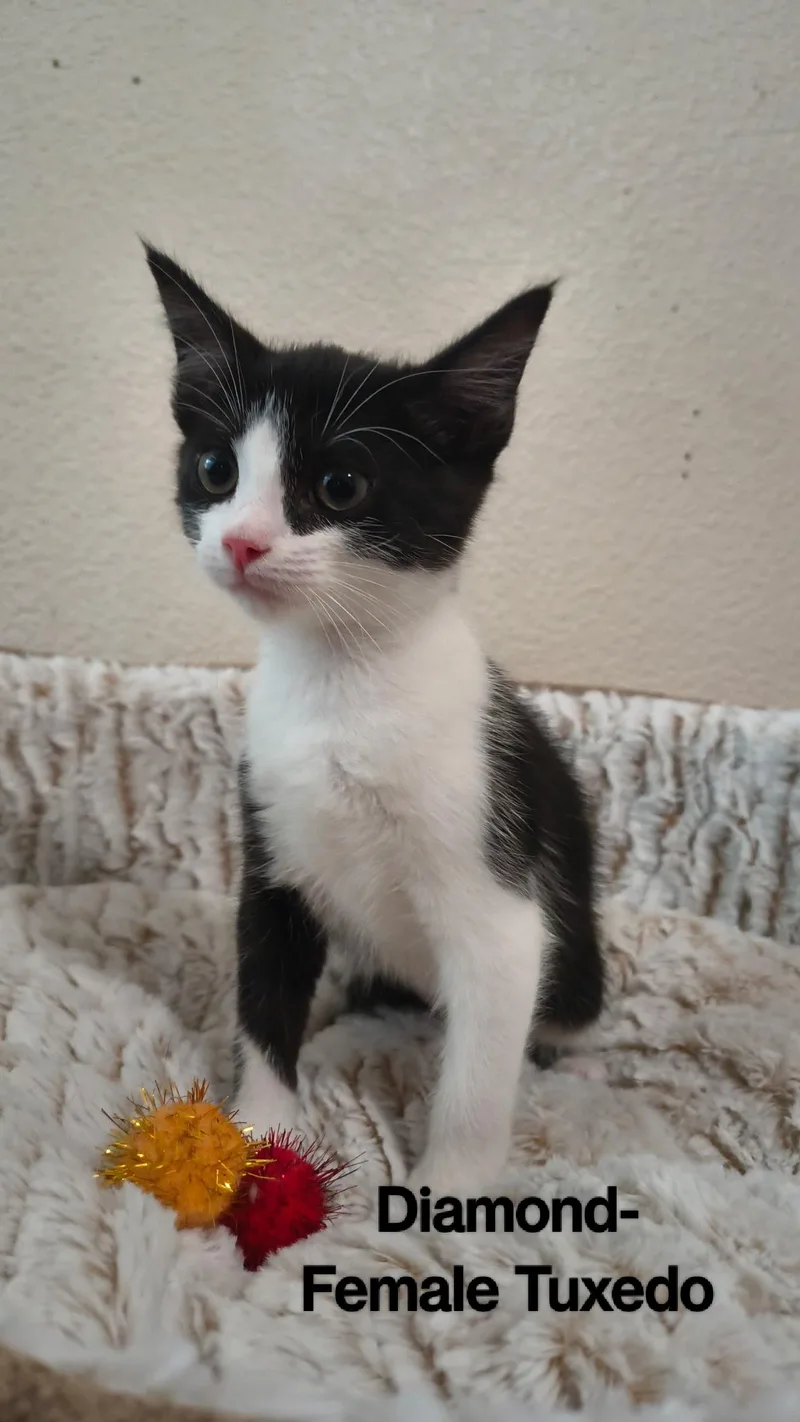 A baby medium-sized female Black & White / Tuxedo Domestic Short Hair cat named Diamond for adoption in Brentwood, CA