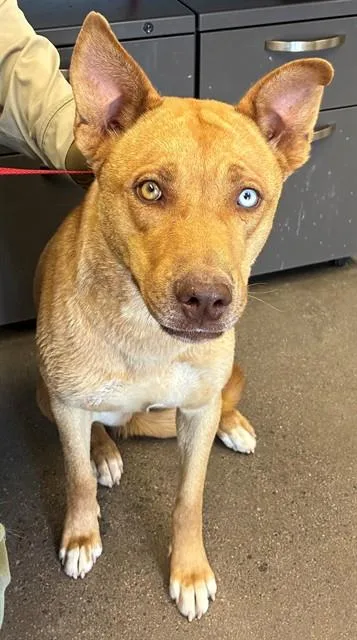 An adult large-sized female Australian Cattle Dog / Blue Heeler dog named Cinnabon for adoption in Mesa, AZ