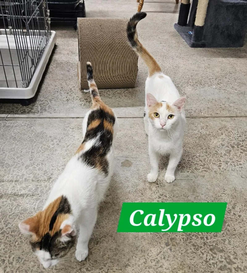 A young medium-sized female Domestic Short Hair cat named Calypso for adoption in Manchester, TN