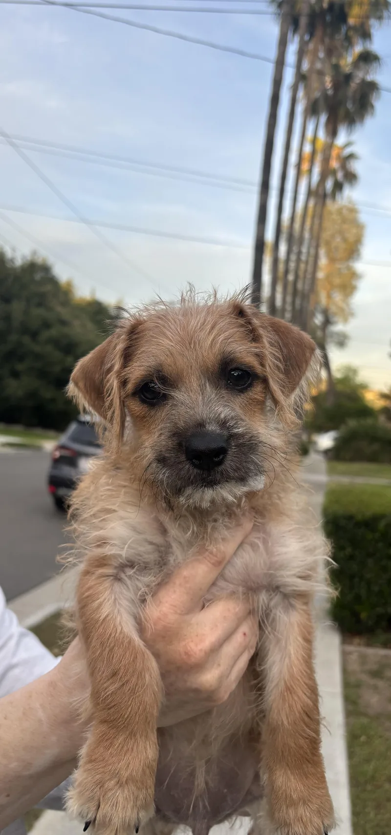 A baby small-sized female Terrier dog named Malibu for adoption in Pasadena, CA