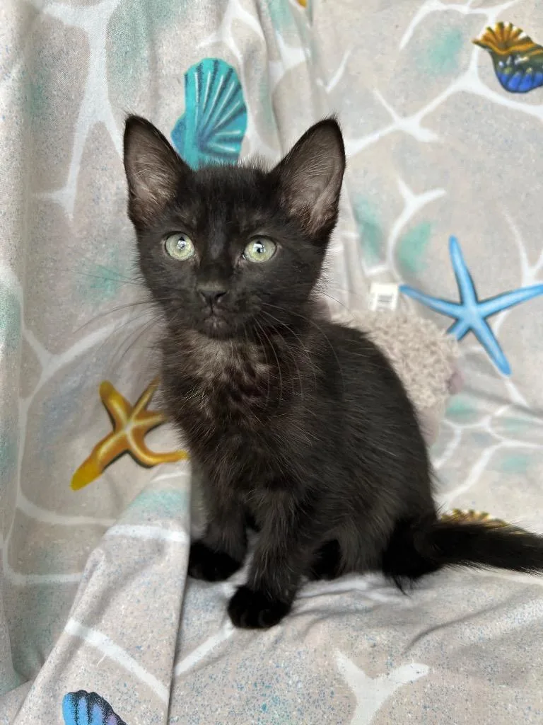 A baby small-sized female Domestic Short Hair cat named Shelly for adoption in Corpus Christi, TX