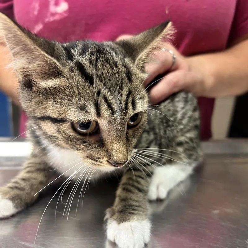 A baby small-sized male Brown / Chocolate Domestic Short Hair cat named Takis for adoption in Newport, NC