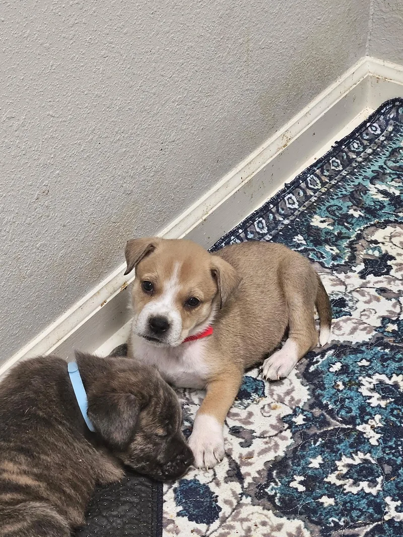 James Brown thumbnail 2