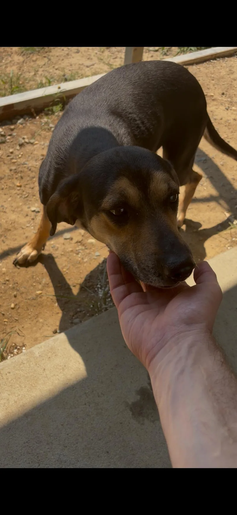 An adult medium-sized female Bicolor Beagle dog named Webby for adoption in Tappahannock, VA
