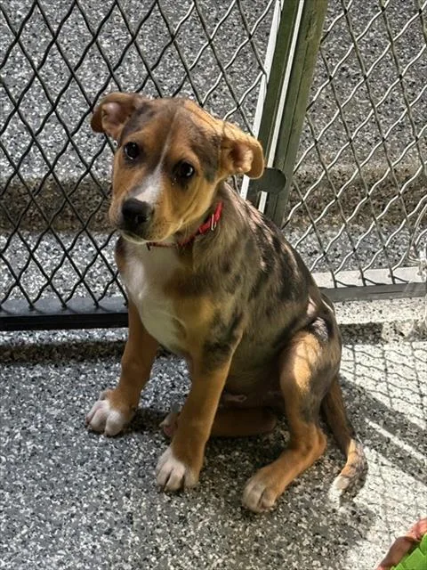 A baby medium-sized male Catahoula Leopard Dog dog named Bailey for adoption in Brewster, MA