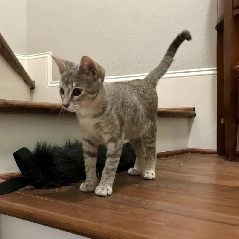 A baby medium-sized female Gray & White American Shorthair cat named Nya for adoption in Houston, TX