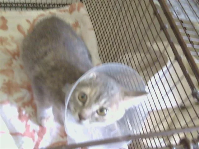 A baby small-sized female Domestic Short Hair cat named Lillian for adoption in Sacramento, CA