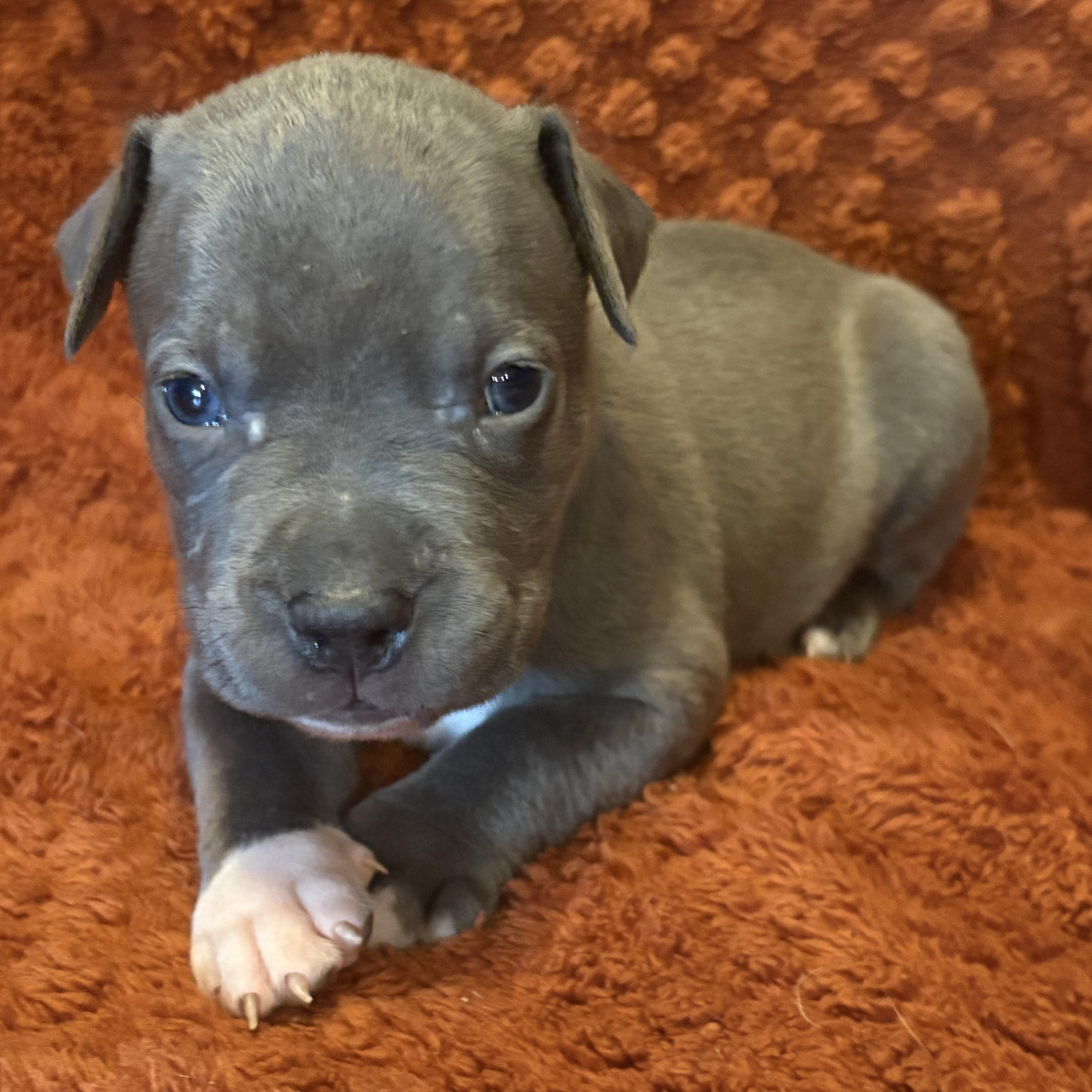 Cocoa