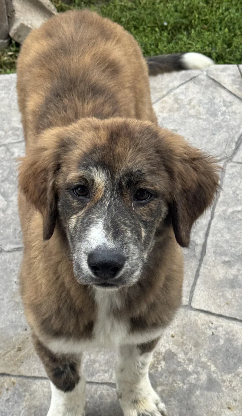 Maggie