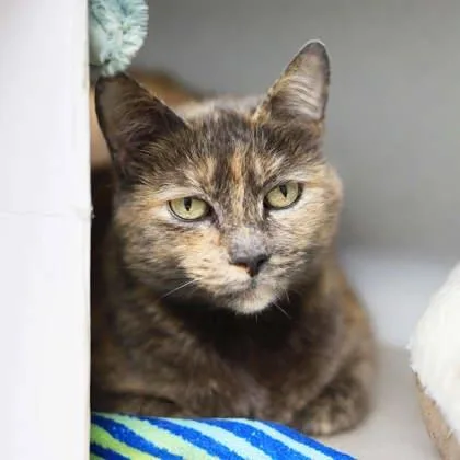 An adult small-sized female Brown / Chocolate Domestic Short Hair cat named Stormy for adoption in Atlanta, GA