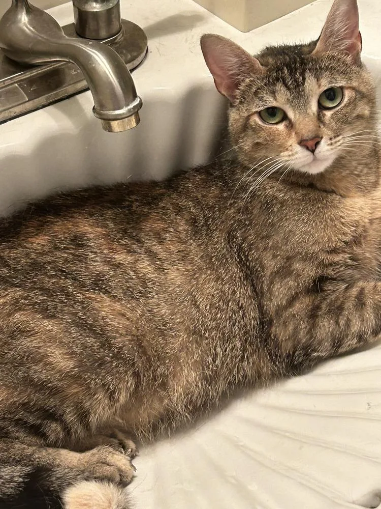 A young medium-sized female Domestic Short Hair cat named Aster for adoption in Lewisburg, TN