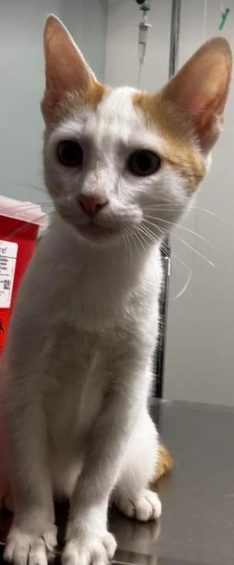 A baby small-sized male Orange & White Domestic Short Hair cat named Carl for adoption in Annapolis, MD