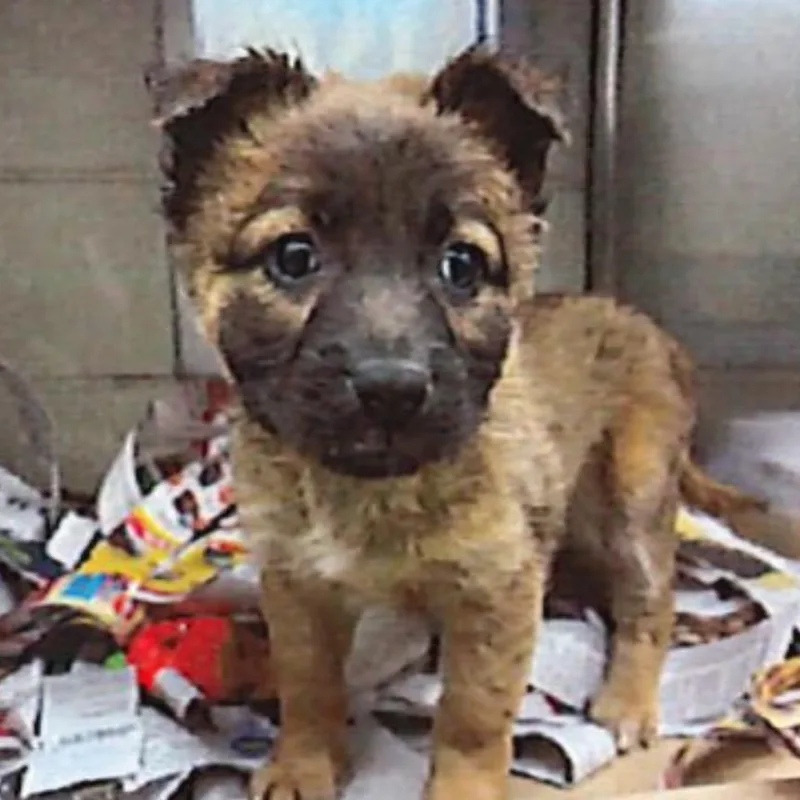 A young medium-sized female Brown / Chocolate German Shepherd Dog dog named Mochi for adoption in Bessemer, AL