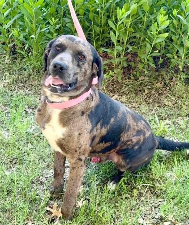 A young large-sized male Catahoula Leopard Dog dog named Vinny for adoption in North Syracuse, NY