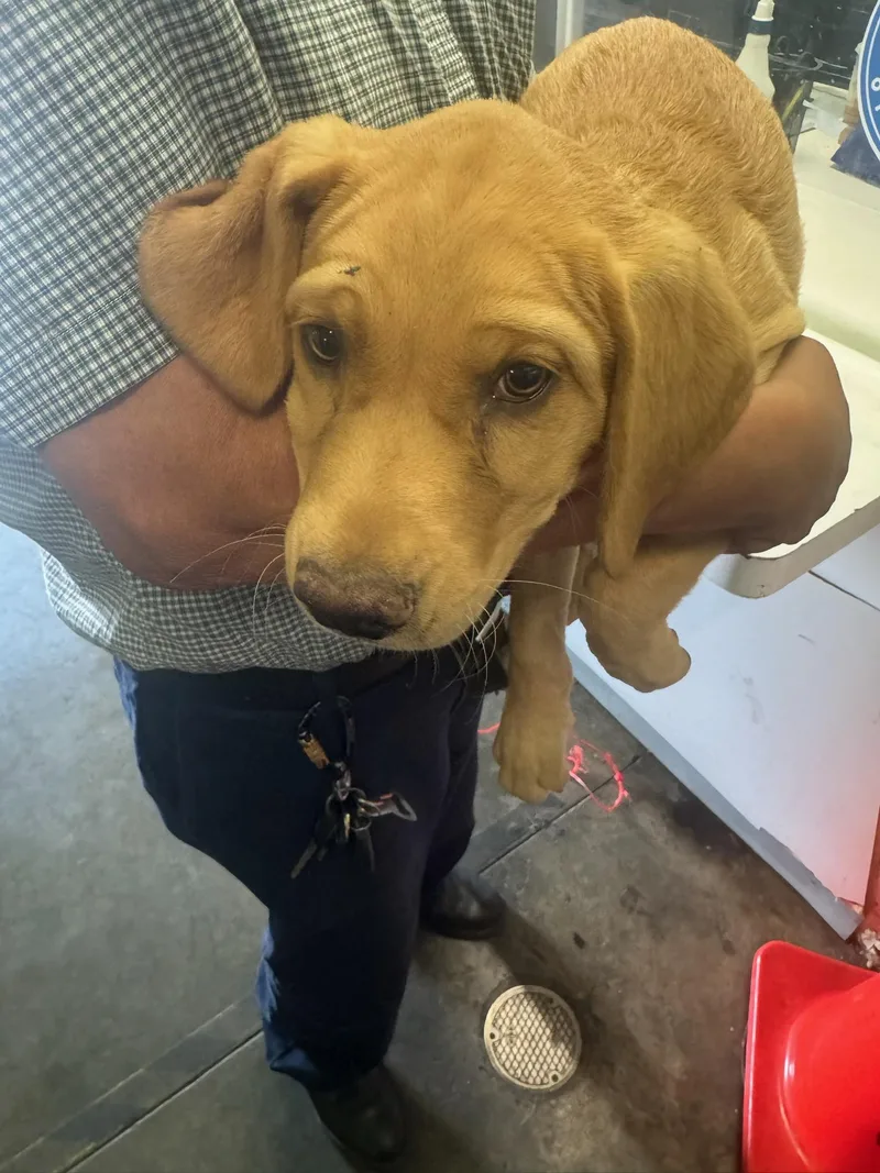 An adult medium-sized female Labrador Retriever dog named Moni for adoption in Los Angeles, CA