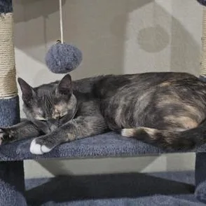 A young medium-sized female Dilute Tortoiseshell Domestic Short Hair cat named Willow for adoption in Liverpool, TX