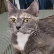 Willow thumbnail 4