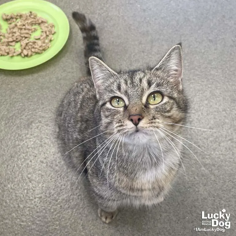 An adult medium-sized female Domestic Short Hair cat named A Street Cat Named for adoption in Washington, DC