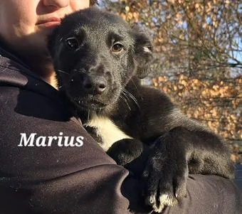 Marius