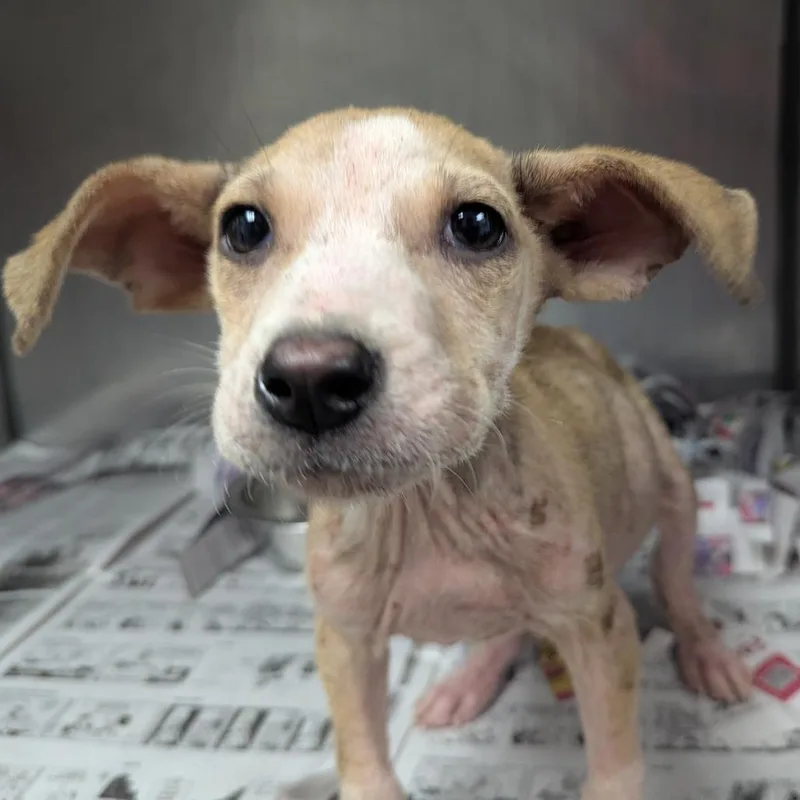 A baby medium-sized female Yellow / Tan / Blond / Fawn Hound dog named Mabel for adoption in Alexandria, VA