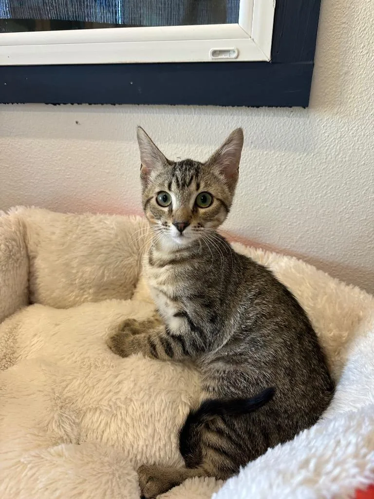 Nora @PetSmart Walker Rd