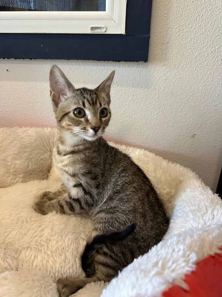 Nora @PetSmart Walker Rd thumbnail 2