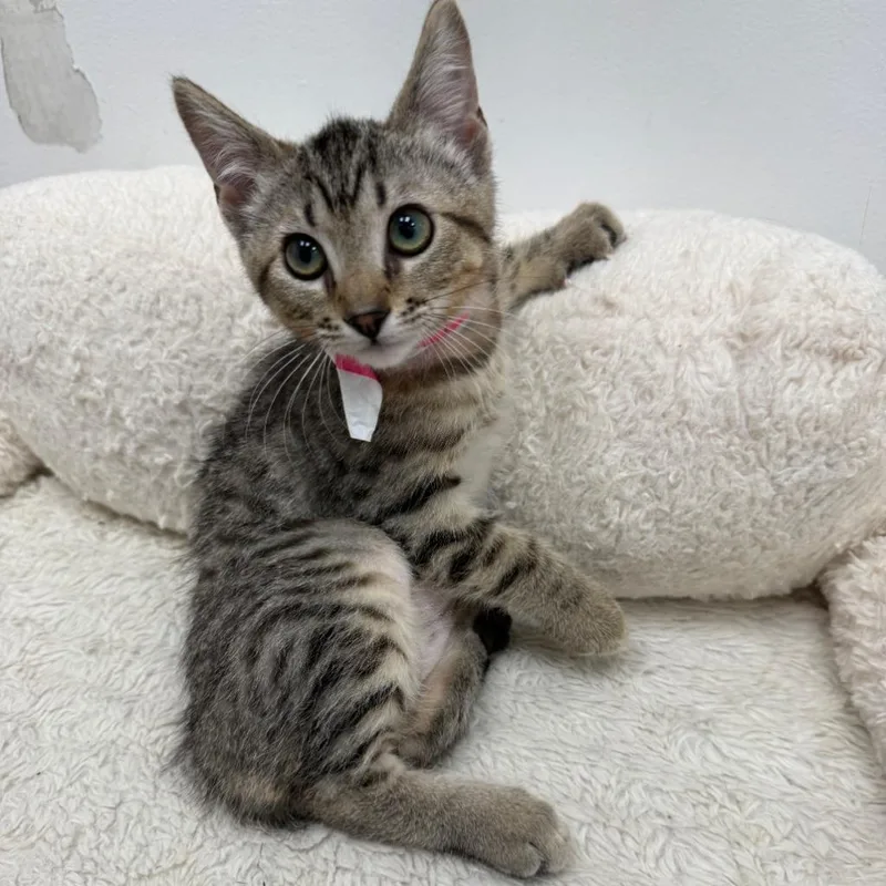 Nora @PetSmart Walker Rd thumbnail 3
