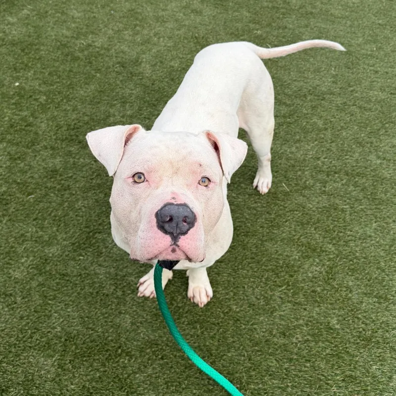 An adult large-sized male Pit Bull Terrier dog named Rue for adoption in Newfoundland, NJ
