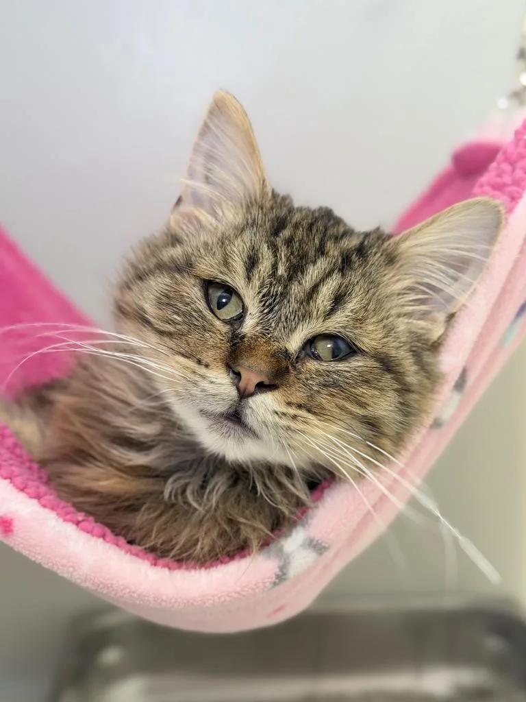 A baby medium-sized male Domestic Medium Hair cat named Cobalt for adoption in Menomonie, WI