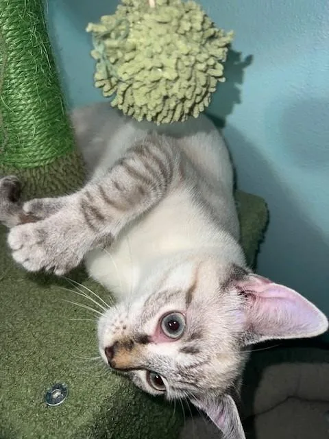 Ames Russian Blue thumbnail 3