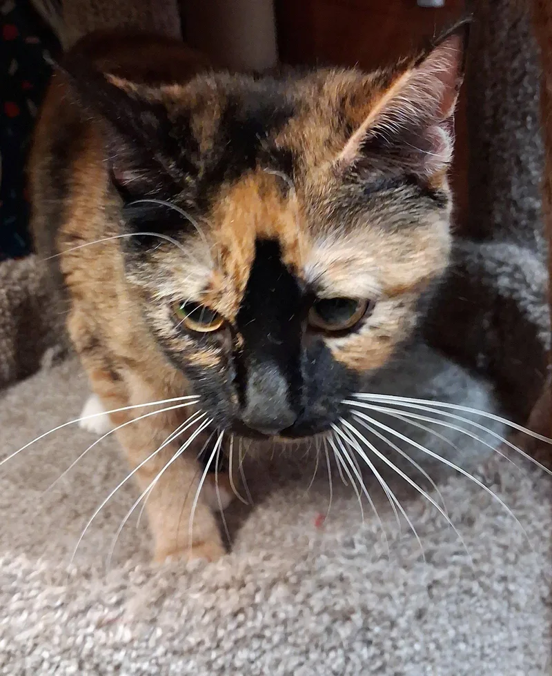 An adult large-sized female Domestic Short Hair cat named Mosaic Millie for adoption in Trenton, NJ
