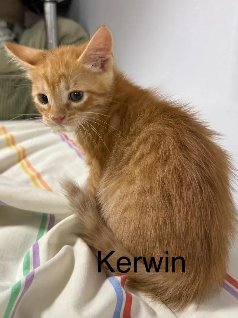 Kerwin