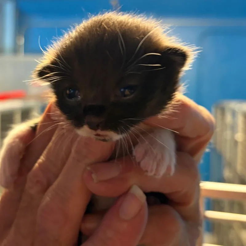 A baby small-sized male Black Domestic Short Hair cat named Teddy for adoption in Houston, TX