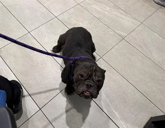 An adult small-sized female American Bulldog dog named Lady for adoption in Garland, TX