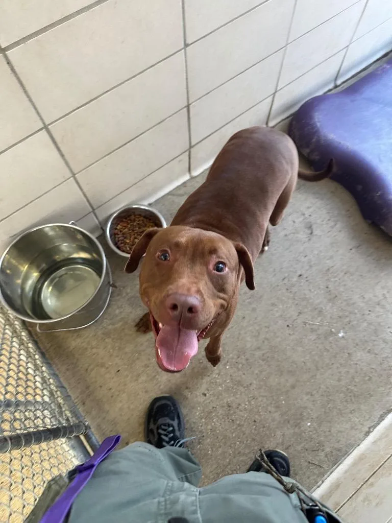 An adult large-sized female Mixed Breed dog named Gabby for adoption in Bossier City, LA