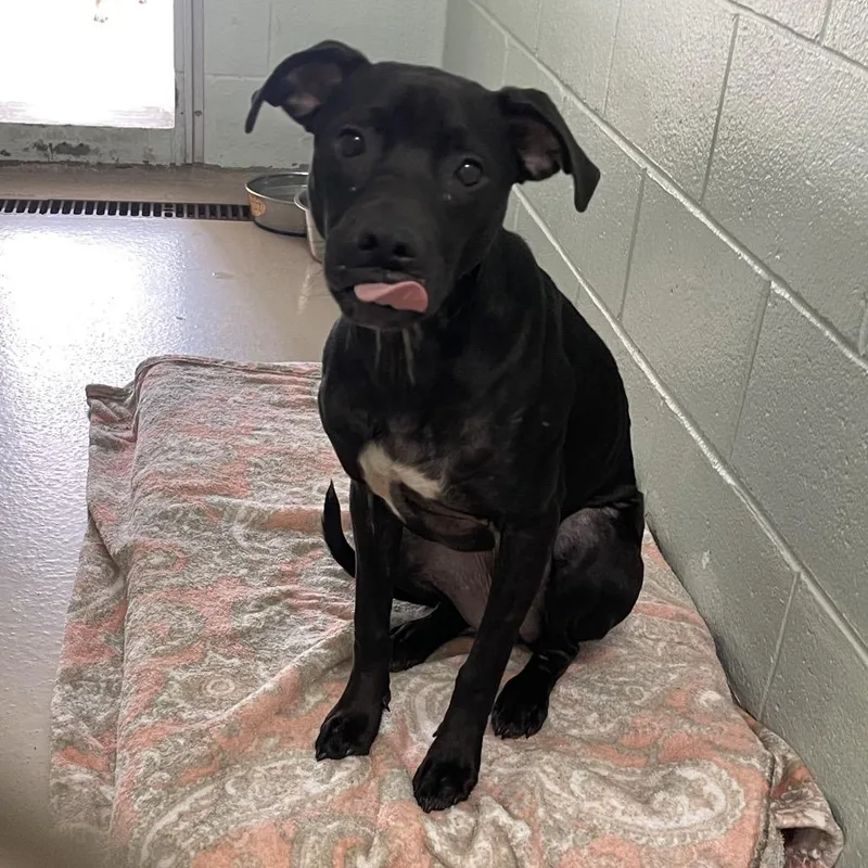 An adult medium-sized female Black Mixed Breed dog named Kimmy for adoption in Newark, NJ