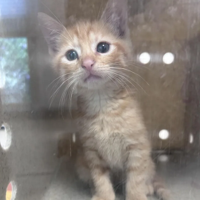 A baby small-sized female Orange / Red Domestic Short Hair cat named Elmee for adoption in Philadelphia, PA
