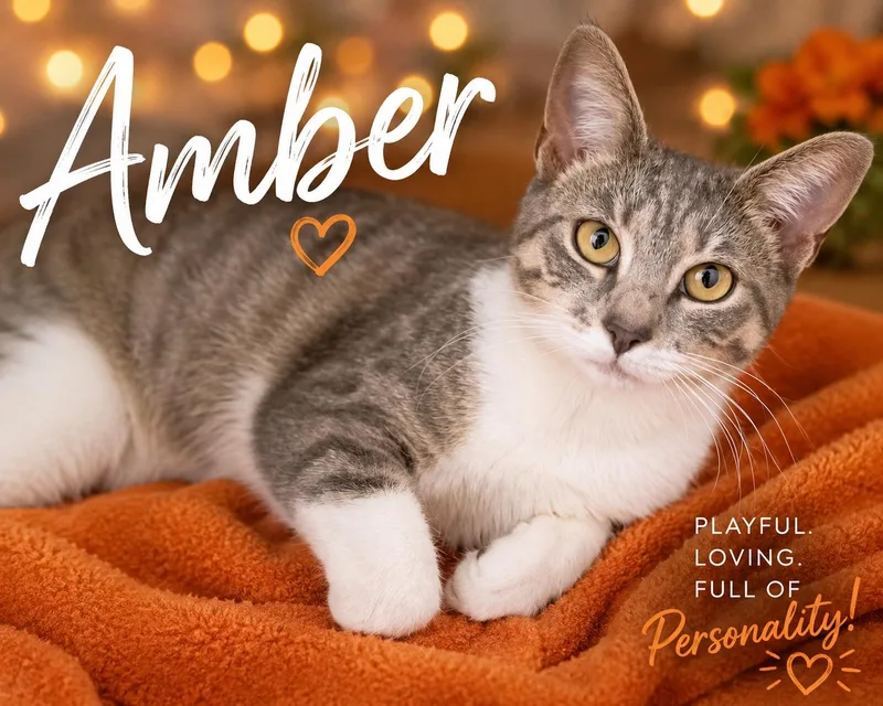 A young medium-sized female Tabby cat named Amber for adoption in Greenville, DE