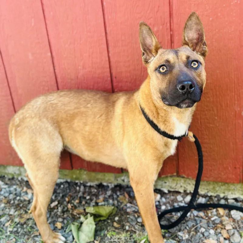 A baby medium-sized female Yellow / Tan / Blond / Fawn Belgian Shepherd / Malinois dog named Lala for adoption in Cedarburg, WI