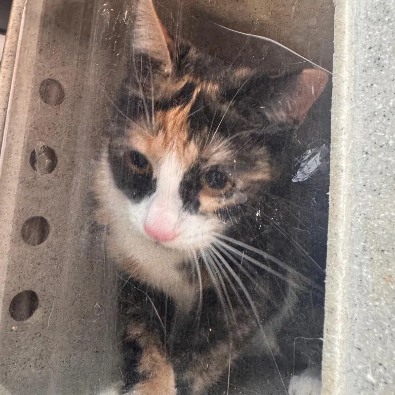 An adult small-sized female Calico Domestic Short Hair cat named Star Fire for adoption in Philadelphia, PA