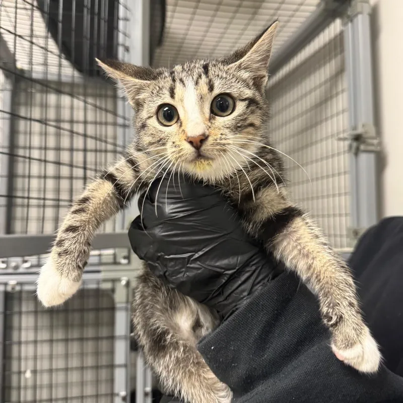 A baby small-sized female Gray / Blue / Silver Domestic Short Hair cat named Stone Cold Stephanie for adoption in Columbiana, AL