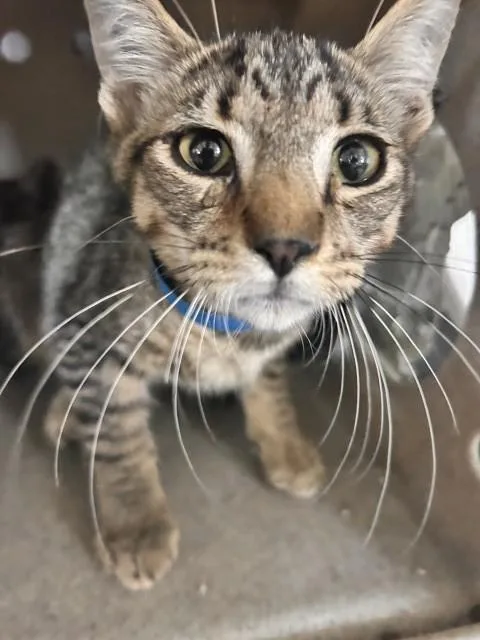 A baby small-sized male Domestic Short Hair cat named Mace for adoption in San Bernardino, CA
