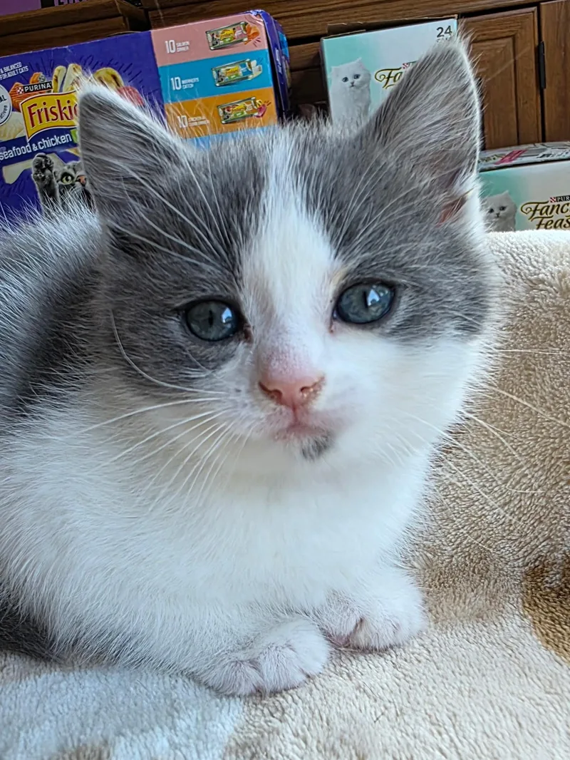 A baby medium-sized female Gray & White Domestic Medium Hair cat named Ivy Alise for adoption in Johnson City, TN