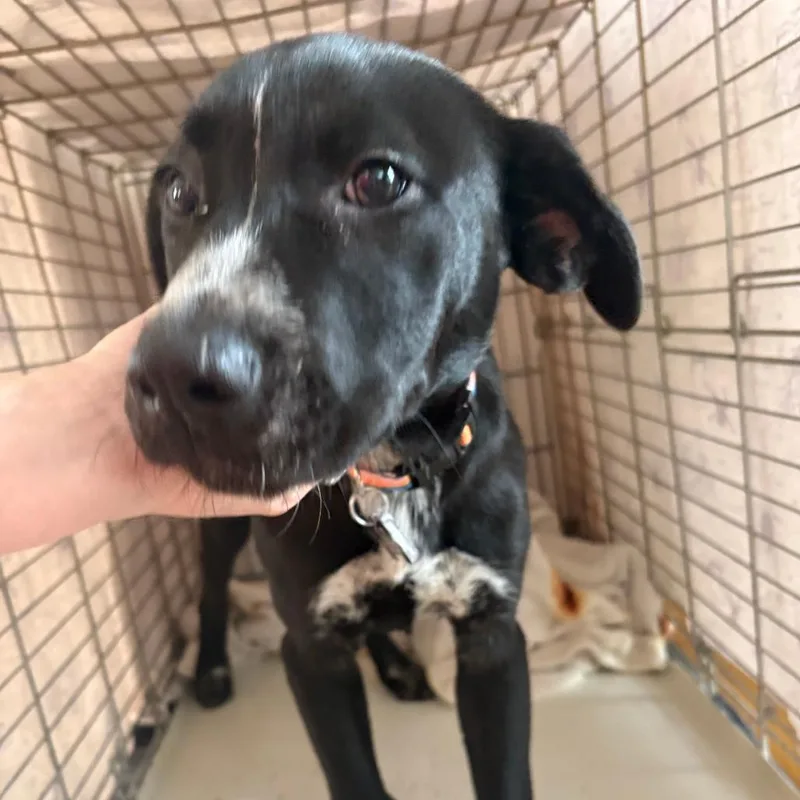 A baby small-sized female Black Pit Bull Terrier dog named Farm Pup: Mare for adoption in Falls Church, VA
