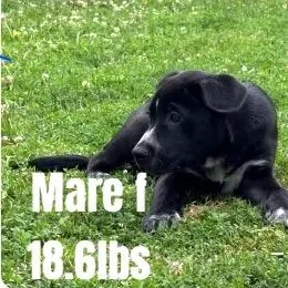 Farm Pup: Mare thumbnail 3