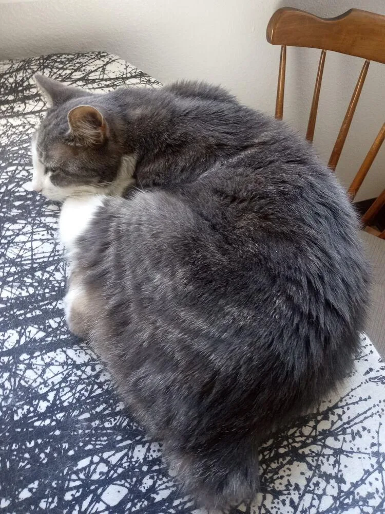 A senior medium-sized female Gray & White Domestic Short Hair cat named Squeaky for adoption in Eugene, OR