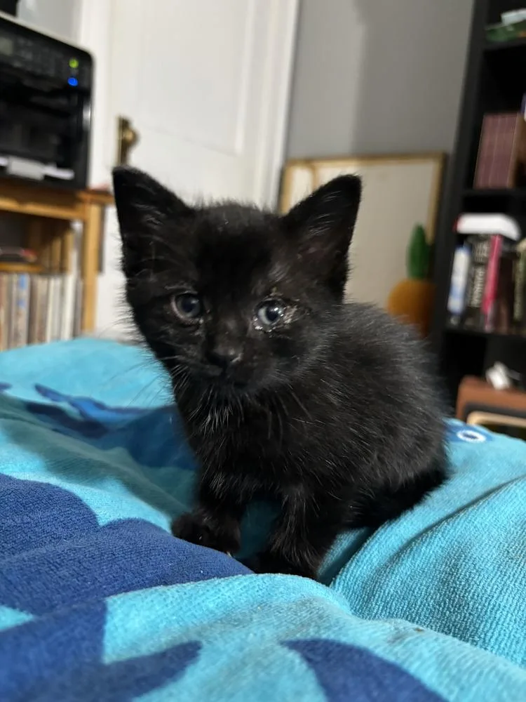 A baby small-sized female Domestic Short Hair cat named Sunflower for adoption in Oak Park, MI